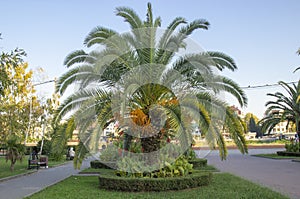 Beautiful Phoenix canariensis decorating garden. tropical vegetation and jungles