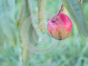 Beautiful photo of apple in the mature plant delicious