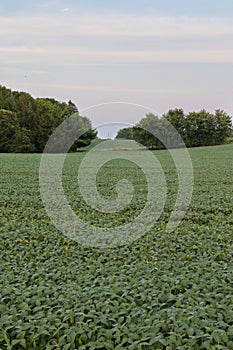 Beautiful photo of a beautiful potatoes field