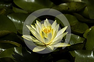 Beautiful photo of a bright yellow water lily amongst green lilypads