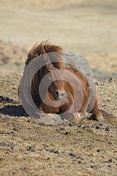 Beautiful photo of a brown Icelandic Horse laying down