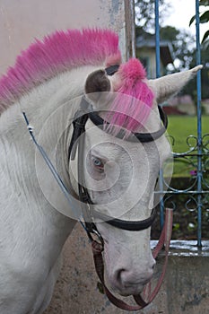 Beautiful Photo Of A Cute Highland Pony With Pink Hair