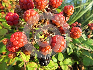 Beautiful photo of delicious natural fruit of great taste photo