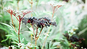 A beautiful photo of an elderberry in the garden, a ripe black berry on a branch with green foliage
