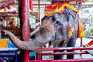 Beautiful photo of an elephant, Ayutthaya taken in thailand