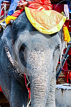 Beautiful photo of an Elephant, Ayutthaya taken in thailand