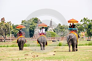 Beautiful photo of Elephants near a temple, Ayutthaya taken in thailand