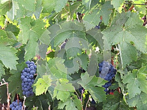 Beautiful photo of grape bunches of nice color and great taste photo