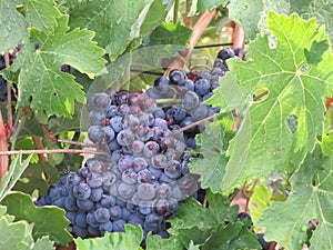 Beautiful photo of grape bunches of nice color and great taste photo