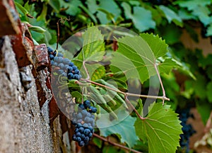 Beautiful photo of grapes