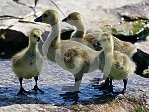 Beautiful photo of a group of small chicks of the Canada geese