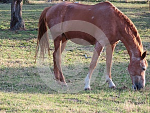 Beautiful photo of horses eating grass in the field photo