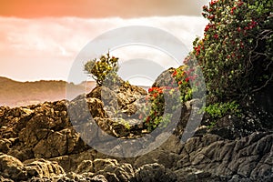 A beautiful photo of a pohutukawa tree hanging over the rocks