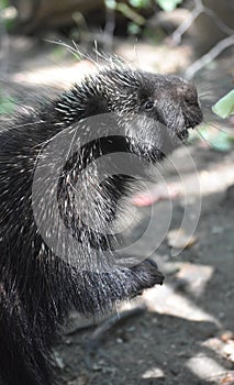 Beautiful photo of a porcupine eating leaves off a tree