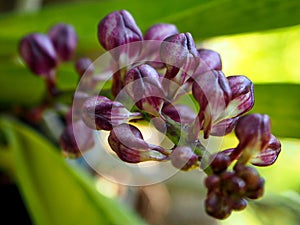 Beautiful Photo of Purple Orchid Buds in the Garden photo
