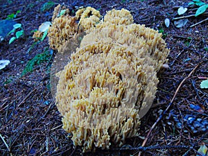 Beautiful photo of the Ramaria formosa mushroom harvest