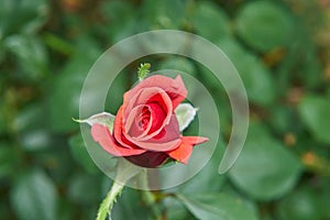 A beautiful photo of a red rose taken with a close up lens.