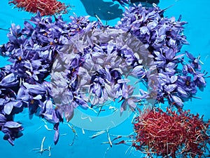 beautiful photo of saffron flowers and saffron isolated on a blue background.saffron is the world's most costly spice.