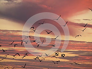 Beautiful photo of a sunset with nice color in the clouds photo