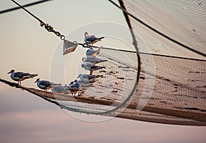 Beautiful photo taken at sunset, seagulls on a fishing net waiting for the fishermen to dine comfortably.