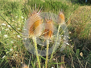 Beautiful photo of thistles with dry skewers