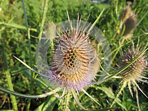 Beautiful photo of thistles with dry skewers