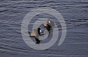 Beautiful photo of two coots swimming in lake
