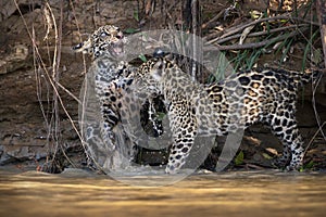 Beautiful photo of two Jaguar cubs playing with each other by the side of the river