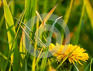 Beautiful photo of yellow dandelion,bokeh. photo