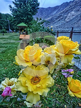 Beautiful photo of yellow flowers in park, green trees and mountain in background partiality blurred photo