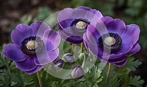 A beautiful photograph of Anemone coronaria photo