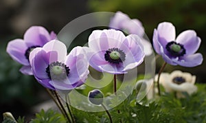 A beautiful photograph of Anemone coronaria photo