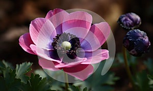 A beautiful photograph of Anemone coronaria photo