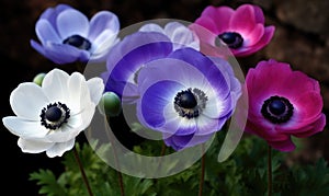 A beautiful photograph of Anemone coronaria photo