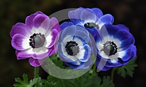 A beautiful photograph of Anemone coronaria photo
