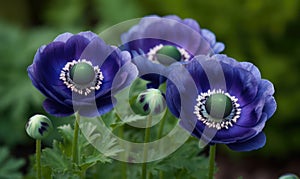 A beautiful photograph of Anemone coronaria photo