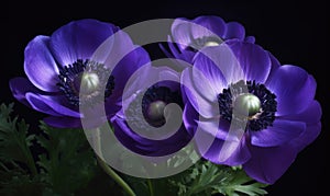A beautiful photograph of Anemone coronaria photo