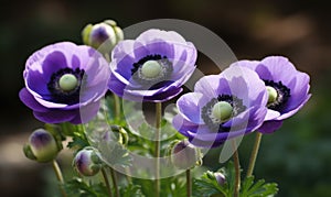 A beautiful photograph of Anemone coronaria photo