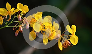 A beautiful photograph of Cassia fistula flower photo