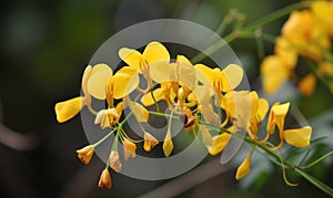 A beautiful photograph of Cassia fistula flower photo