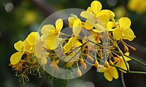 A beautiful photograph of Cassia fistula flower photo