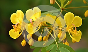 A beautiful photograph of Cassia fistula flower photo