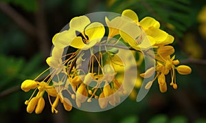 A beautiful photograph of Cassia fistula flower photo