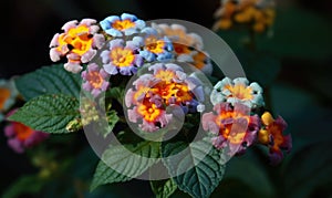 A beautiful photograph of Lantana camara