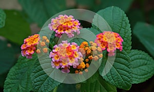 A beautiful photograph of Lantana camara