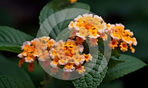 A beautiful photograph of Lantana camara