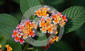 A beautiful photograph of Lantana camara