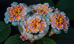 A beautiful photograph of Lantana camara