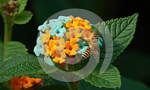 A beautiful photograph of Lantana camara