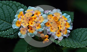 A beautiful photograph of Lantana camara